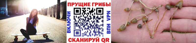 Псилоцибиновые грибы Psilocybine cubensis Корсаков