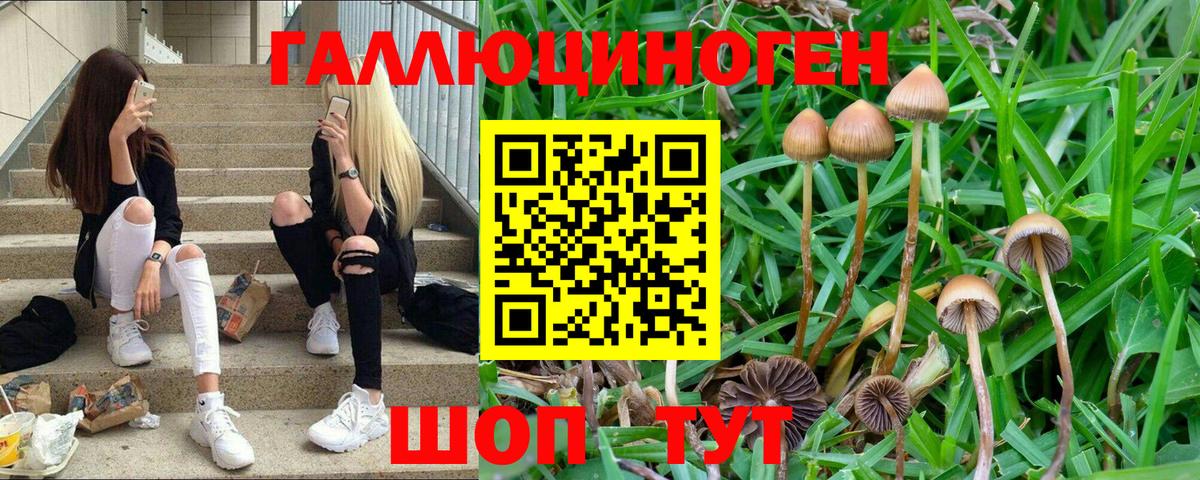 Псилоцибиновые грибы GOLDEN TEACHER  Псилоцибиновые грибы прущие грибы  Вход с VPN  Корсаков 
